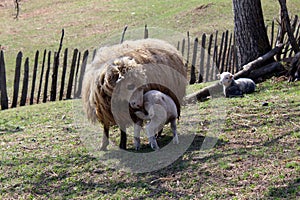 Lamb suck sheep