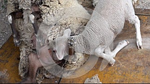 lamb sucking sheep during shearing