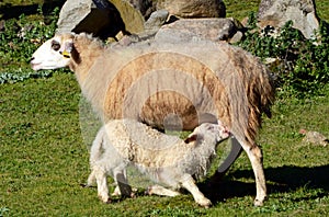 Lamb suckling