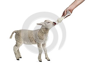 Lamb suckling a bibber (8 weeks old) photo