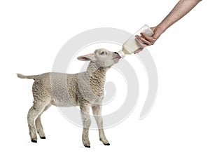 Lamb suckling a bibber (8 weeks old) photo