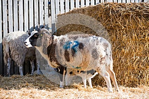 lamb suckling a ewe in a lambing pen during the lambing season