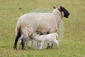 Lamb suckling from ewe sheep