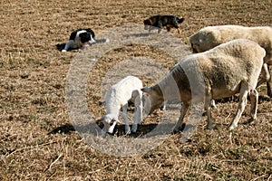 Lamb surrounded by sheep and dogs