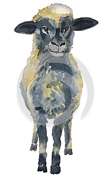 The lamb watercolor hand painted illustration