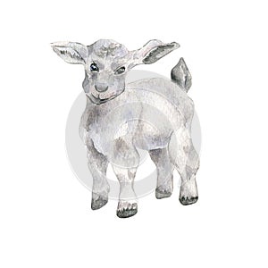Lamb watercolor illustration isolated on white. Hand drawn baby sheep. Farm newborn animal. Painted baby goat. Domestic