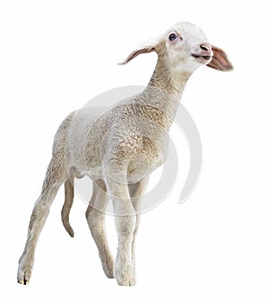 Lamb on white background, farming, animal, ungulate, white background