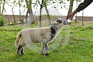 Lamb who lost his mother being hand fed by a farmer