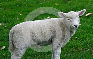 Lamb winking