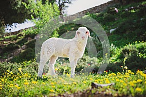 Lamb in Yellow Flowers in Jerusalem, Israel