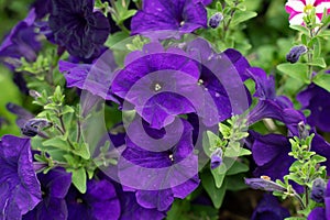 Lambada Blue Petunia