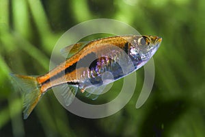 Lambchop rasbora, Rasbora espei in the  freshwater aquarium