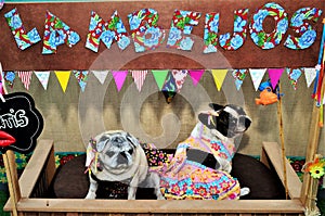 At the Lambeijos stall the graceful pug and the French bulldog in a colorful country dress and bow on the head