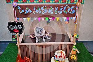 At the `lambeijos` stall a pug in a country dress sitting waiting to give free kisses