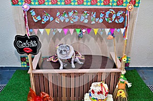 At the `lambeijos` stall, a pug in a country dress sitting waiting to give free kisses at the June party