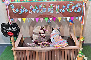 At the Lambeijos stall two graceful dogs with colorful country dress for country party