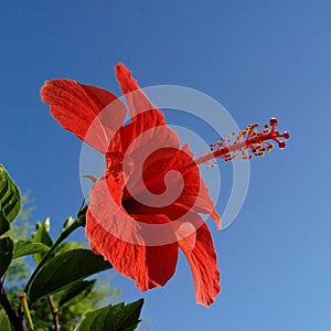 Lambent Bright red hibiscus flower in full bloom on the blue sky background at sunset. Close up