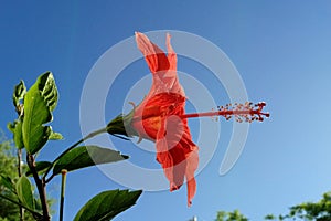 Lambent Bright red hibiscus flower in full bloom on the blue sky background at sunset. Side view. Close up