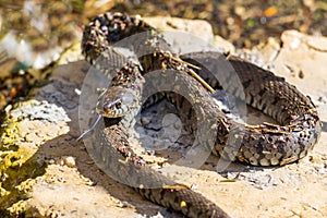 Lambent grass snake natrix natrix  lying in stone in sunshine