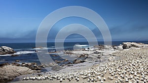 Lambert`s Bay Gannet Island