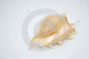 the lambic snail with this beautiful white color photo