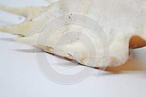 the lambic snail with this beautiful white color photo