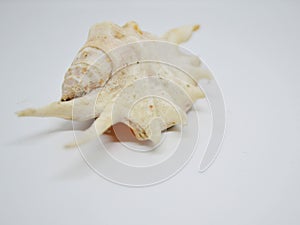 the lambic snail with this beautiful white color photo