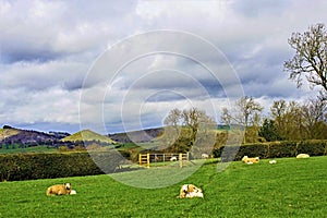 Lambing in Ashbourne 2, with Thorpe Cloud in the background, Derbyshire.