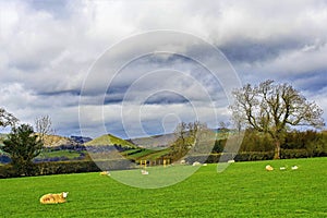 Lambing in Ashbourne, with Thorpe Cloud in the background, Derbyshire.