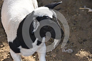 Lambing Season at Grandma`s Sheep Coral: Navajo Livestock rearing in the 21st Century