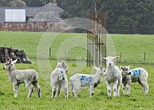 Devon Lambs, Spring has have arrived at last in Devon Uk photo
