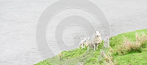 Lambing season - sheep and lambs on fresh green grass