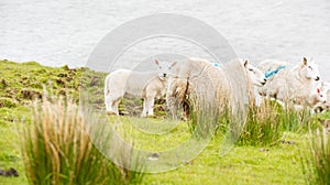 Lambing season - sheep and lambs on fresh green grass