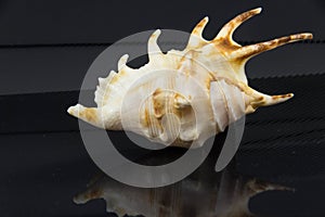 Lambis chiragra On black background