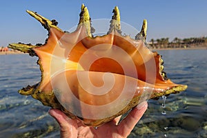 Lambis Lambis - Large sea snails. Spider conchs, marine gastropod mollusks. Large conch shell with orange color inside. Water drip