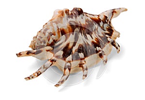 Lambis lambis seashell