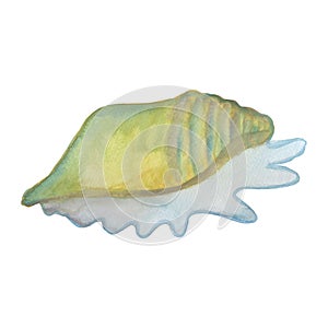 lambis millepeda sea ocean shell composition watercolor illustration isolated on white background base for printing on photo