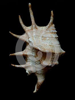 Lambis Shell. Exotic seashel.