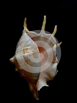 Lambis Shell. Exotic seashel.