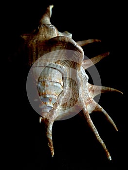 Lambis Shell. Exotic seashel.