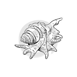 Lambis spider conch Chicoreus aculeatus, large sea snail Unique shells, molluscs Gastropoda. Sketch black contour on white