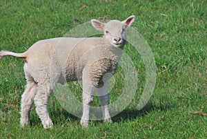 Lambkin
