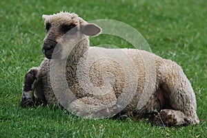 Lambkin