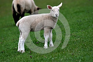Lambkin