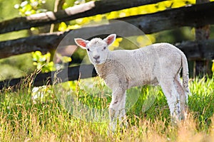 Lambkin