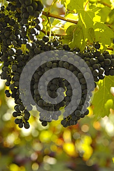 Lambrusco grapes