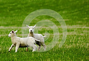 Lambs