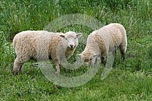 lambs