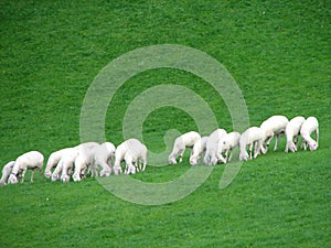 Lambs
