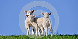 Lambs on a